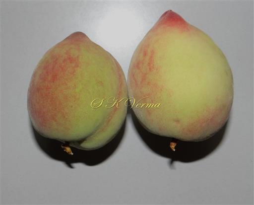  Fruits (Drupes)